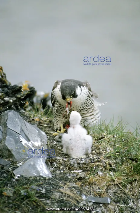  : Peregrine Falcon - adult feeds a chick in the nest