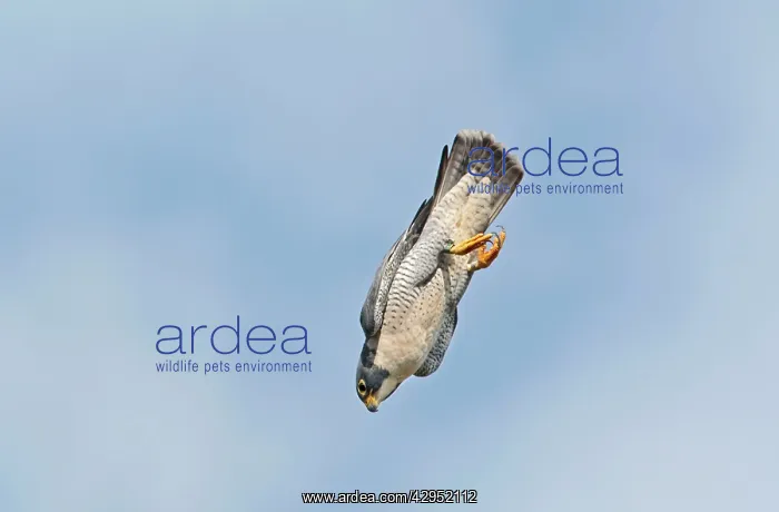 : Peregrine Falcon - adult in flight : Peregrine Falcon - adult in flight