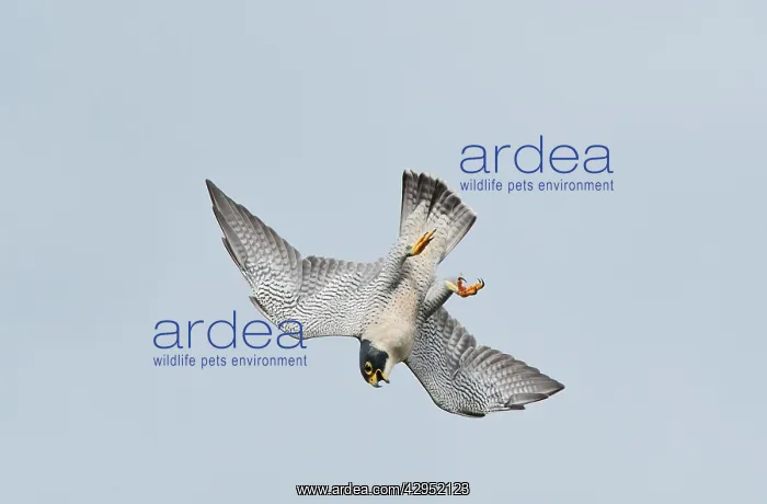 : Peregrine Falcon - adult in flight : Peregrine Falcon - adult in flight