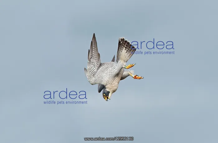 : Peregrine Falcon - adult in flight : Peregrine Falcon - adult in flight