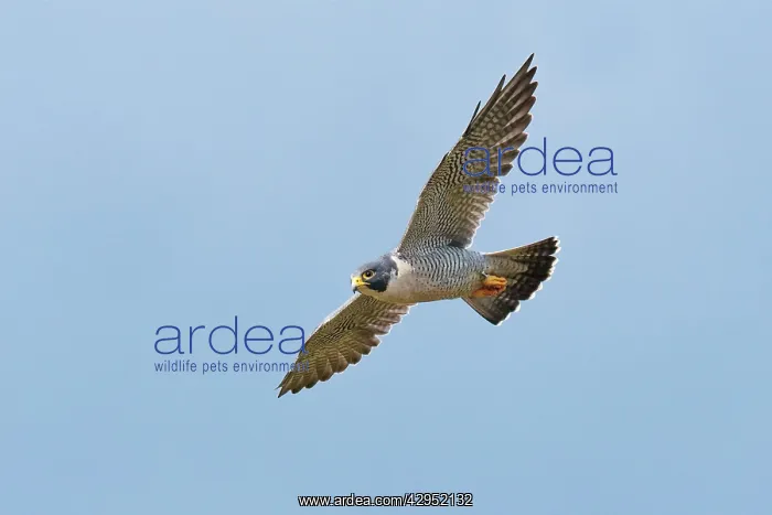 : Peregrine Falcon - adult in flight : Peregrine Falcon - adult in flight