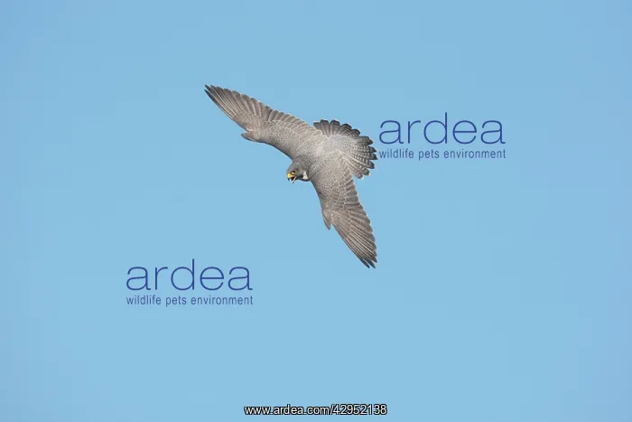: Peregrine Falcon - adult in flight : Peregrine Falcon - adult in flight