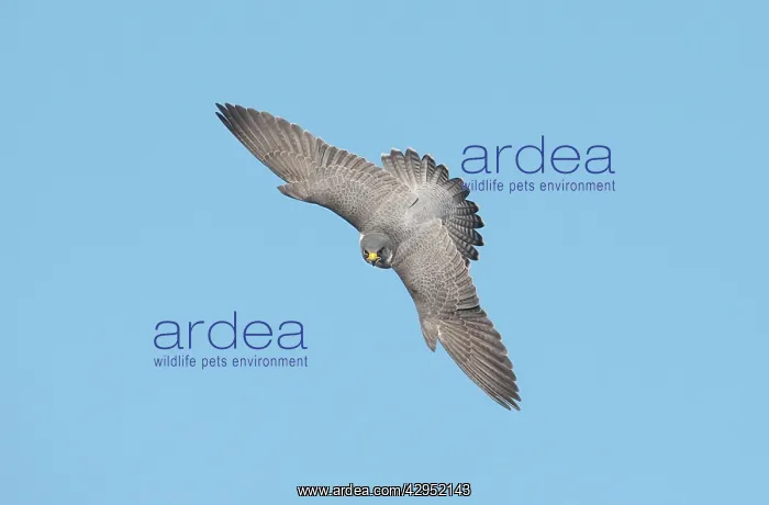 : Peregrine Falcon - adult in flight : Peregrine Falcon - adult in flight