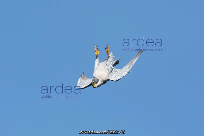  : Peregrine Falcon - adult in flight