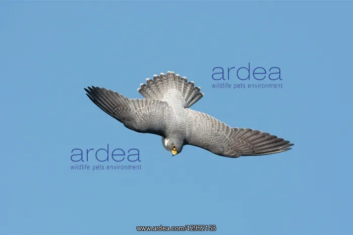 : Peregrine Falcon - adult in flight : Peregrine Falcon - adult in flight