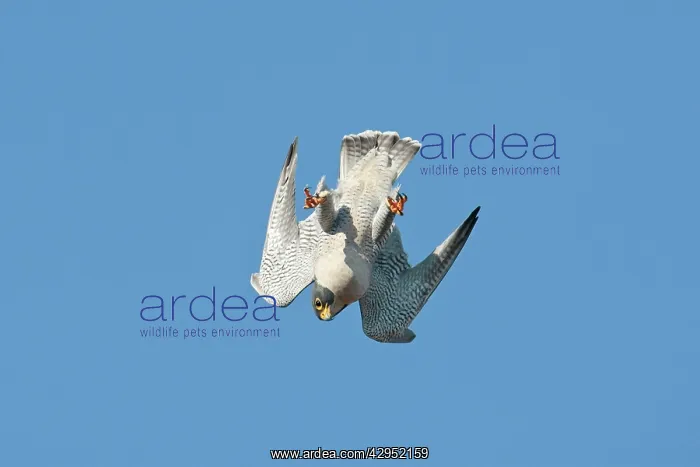 : Peregrine Falcon - adult in flight : Peregrine Falcon - adult in flight