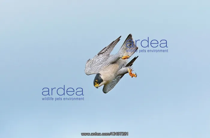 : Peregrine Falcon - adult in flight : Peregrine Falcon - adult in flight