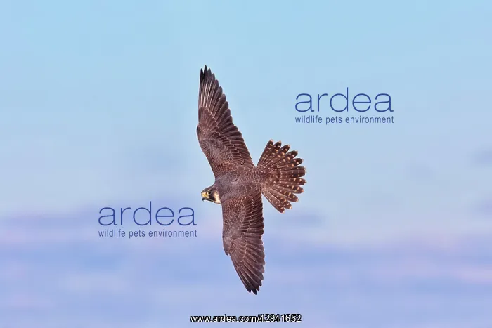 : Peregrine Falcon - adult in flight in fall migration : Peregrine Falcon - adult in flight in fall migration