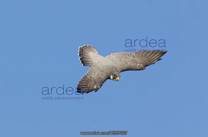 : Peregrine Falcon - adult in flight - during fall migration : Peregrine Falcon - adult in flight - during fall migration