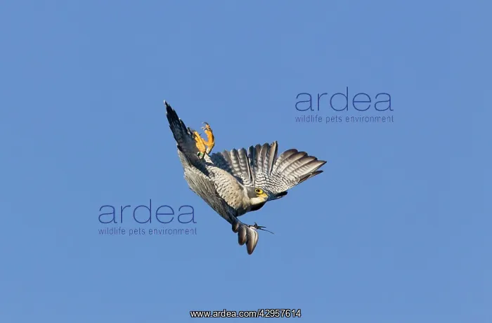 : Peregrine Falcon - adult in flight - during fall migration : Peregrine Falcon - adult in flight - during fall migration