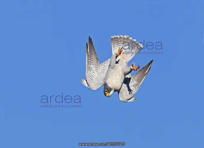 : Peregrine Falcon - adult in flight - during fall migration : Peregrine Falcon - adult in flight - during fall migration