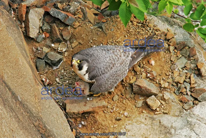 : Peregrine Falcon - adult at nest with chick : Peregrine Falcon - adult at nest with chick