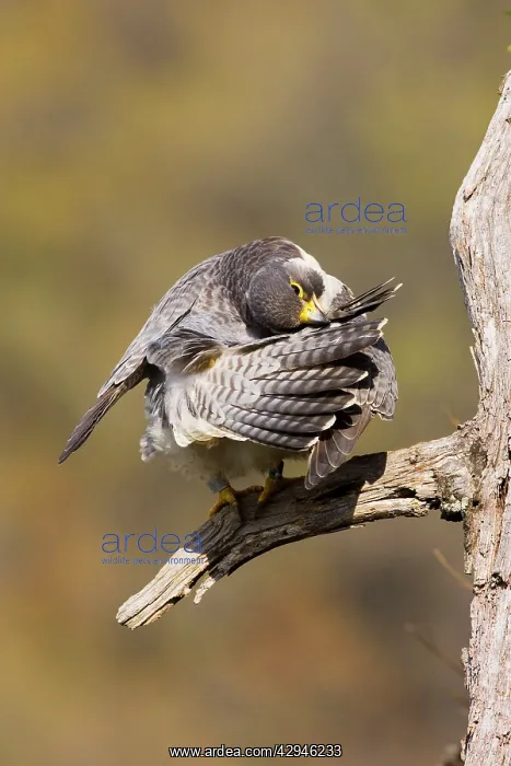  : Peregrine Falcon - adult preening