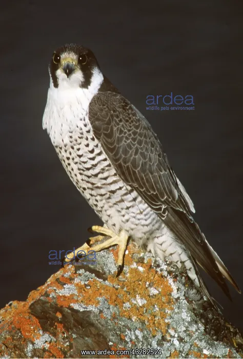 : PEREGRINE FALCON - adult on rock : PEREGRINE FALCON - adult on rock