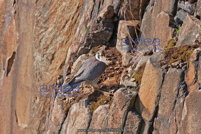 : Peregrine Falcon - adult on rock face : Peregrine Falcon - adult on rock face