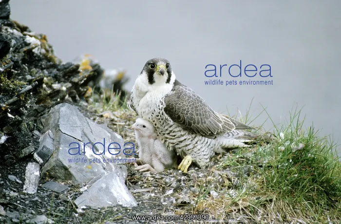 : Peregrine Falcon - adult warms a chick after feeding : Peregrine Falcon - adult warms a chick after feeding