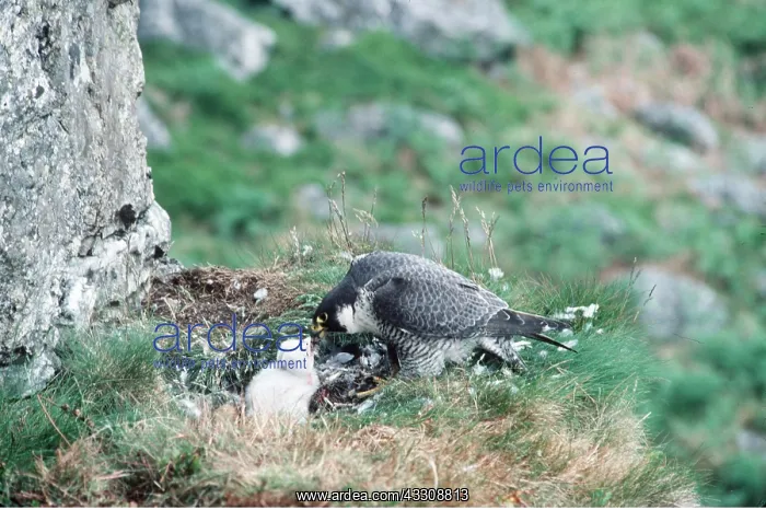 : PEREGRINE FALCON - adult and young at nest : PEREGRINE FALCON - adult and young at nest