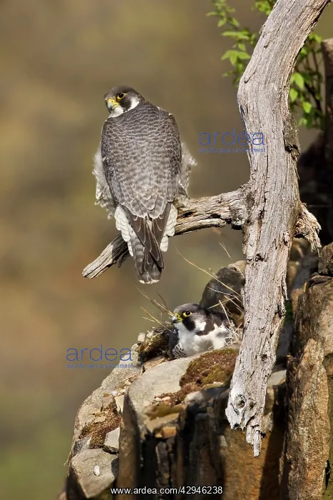 : Peregrine Falcon - adults at nest : Peregrine Falcon - adults at nest