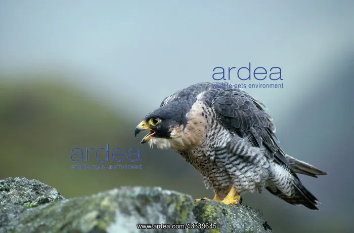 : Peregrine Falcon - calling : Peregrine Falcon - calling