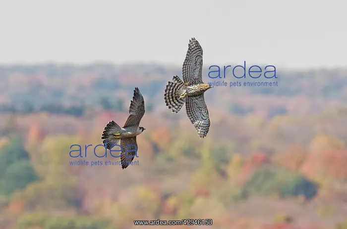 : Peregrine Falcon - chasing off a migration immature : Peregrine Falcon - chasing off a migration immature