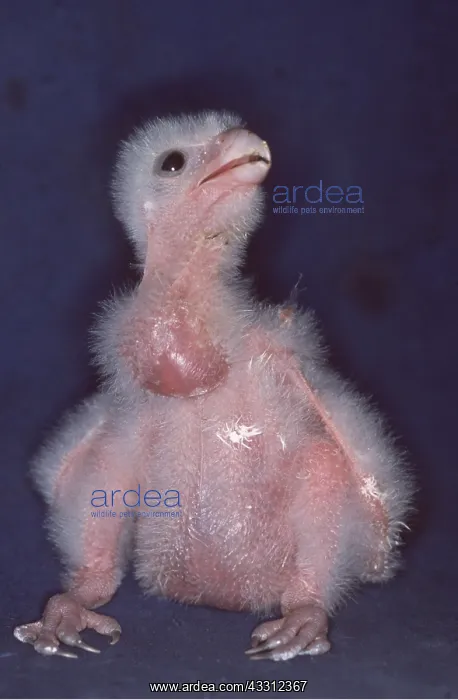  : PEREGRINE FALCON - chick