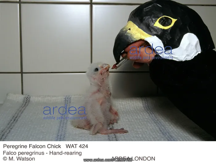  : Peregrine Falcon Chick - Hand-rearing