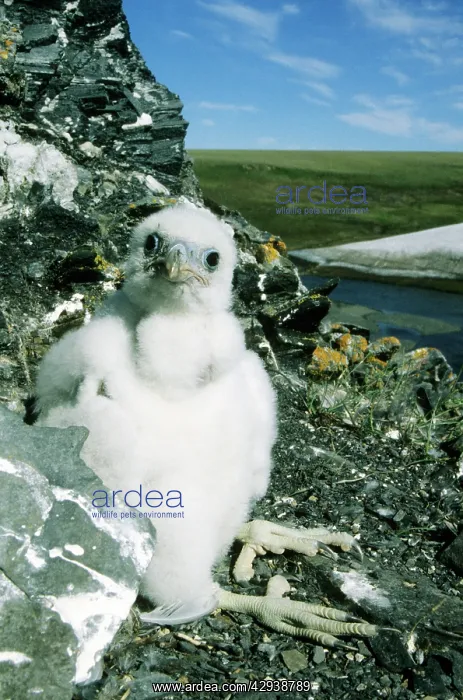 : Peregrine Falcon - chick in the nest (a single : Peregrine Falcon - chick in the nest (a single