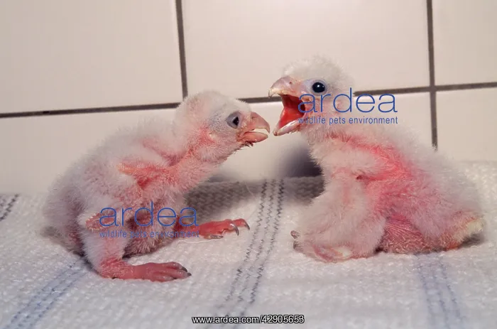 : Peregrine Falcon chicks - Hand reared : Peregrine Falcon chicks - Hand reared