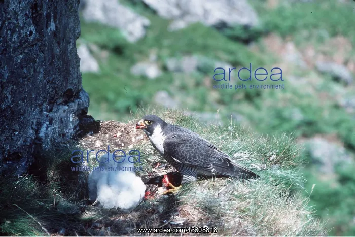 : PEREGRINE FALCON - with chicks at nest : PEREGRINE FALCON - with chicks at nest