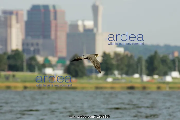 : Peregrine Falcon in city of New Haven : Peregrine Falcon in city of New Haven