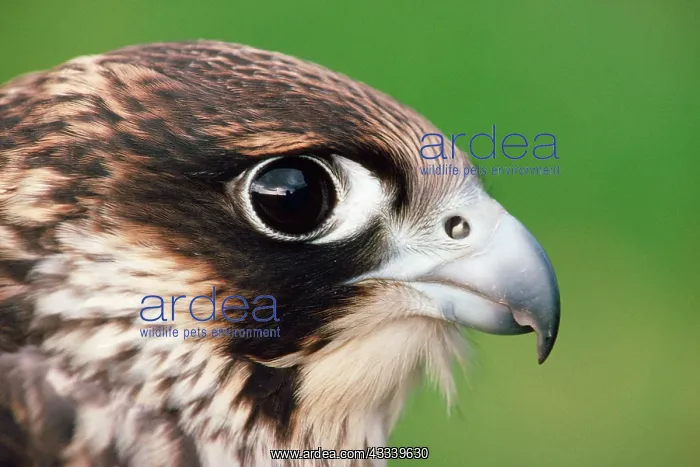 : PEREGRINE FALCON - close-up of head : PEREGRINE FALCON - close-up of head