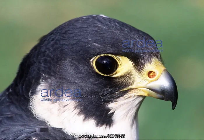 : PEREGRINE FALCON - close-up of head : PEREGRINE FALCON - close-up of head