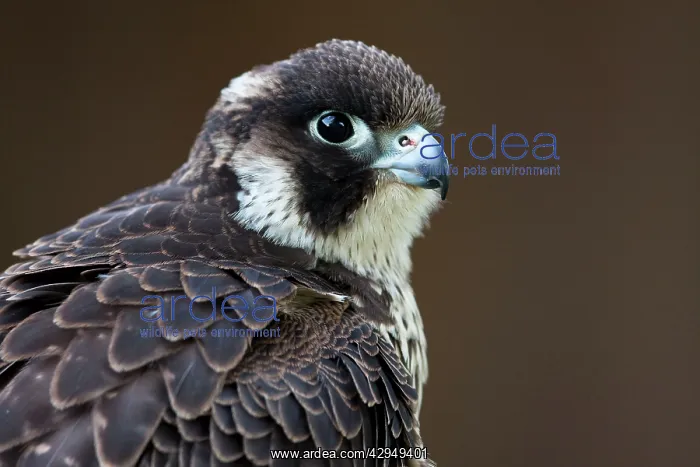 : Peregrine Falcon - close-up of single immature bird : Peregrine Falcon - close-up of single immature bird