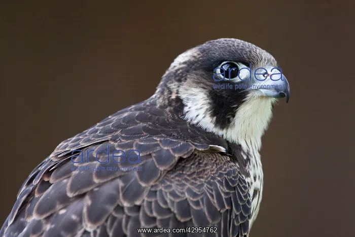 : Peregrine Falcon - close-up of single immature bird : Peregrine Falcon - close-up of single immature bird
