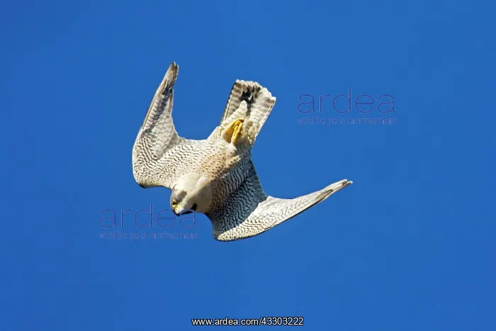 : Peregrine Falcon - diving : Peregrine Falcon - diving