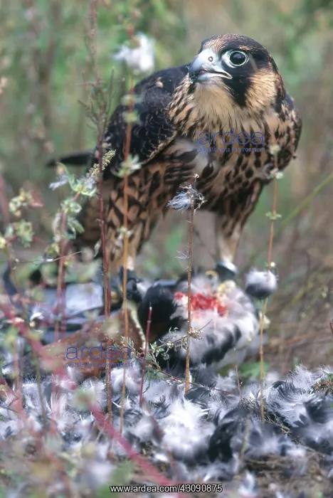 : Peregrine Falcon Eating : Peregrine Falcon Eating