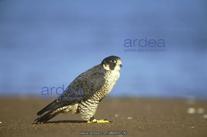 : Peregrine Falcon (Falco peregrinus) : Peregrine Falcon (Falco peregrinus)