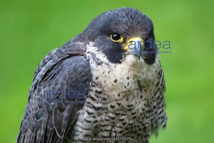 : Peregrine Falcon (Falco peregrinus) : Peregrine Falcon (Falco peregrinus)