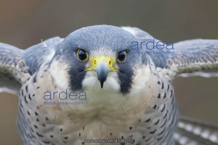: Peregrine falcon (Falco peregrinus) adult bird a : Peregrine falcon (Falco peregrinus) adult bird a