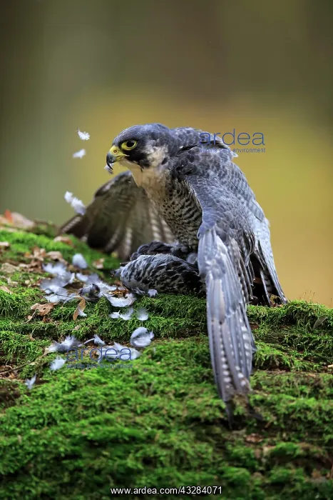 : Peregrine falcon (Falco peregrinus), adult, on ground : Peregrine falcon (Falco peregrinus), adult, on ground