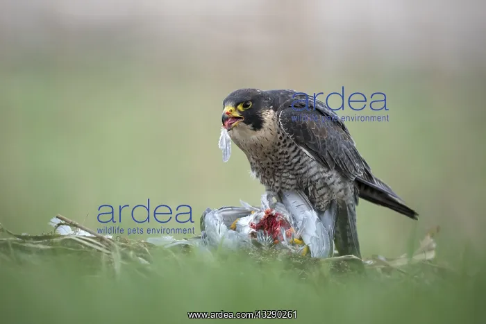 : Peregrine Falcon (Falco peregrinus) with captur : Peregrine Falcon (Falco peregrinus) with captur