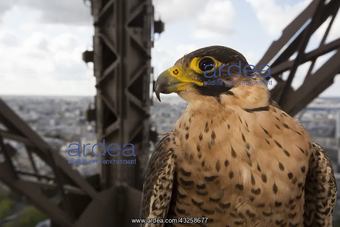 : Peregrine Falcon (Falco peregrinus) around Eiffel : Peregrine Falcon (Falco peregrinus) around Eiffel