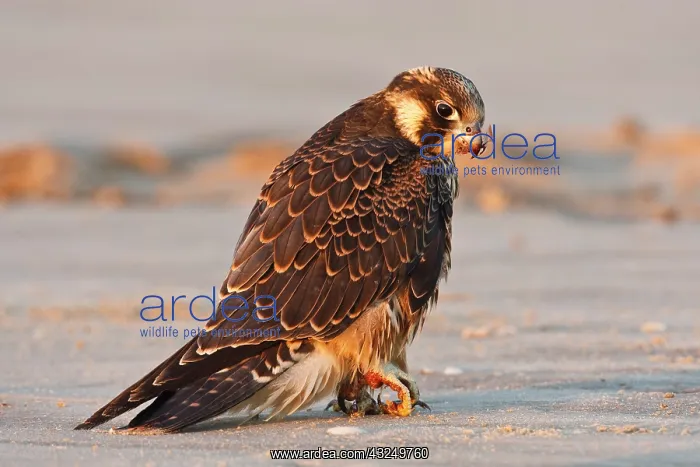 : Peregrine Falcon (Falco peregrinus) juvenile : Peregrine Falcon (Falco peregrinus) juvenile