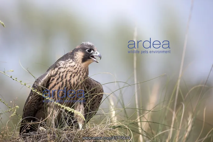 : Peregrine Falcon (Falco peregrinus) juvenile : Peregrine Falcon (Falco peregrinus) juvenile