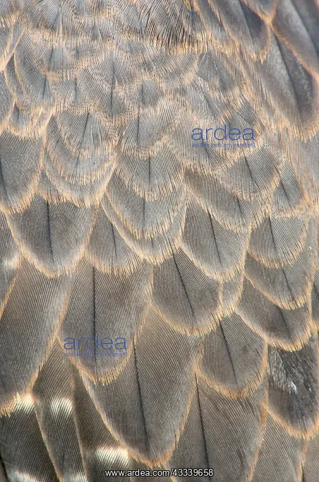  : Peregrine Falcon - feathers