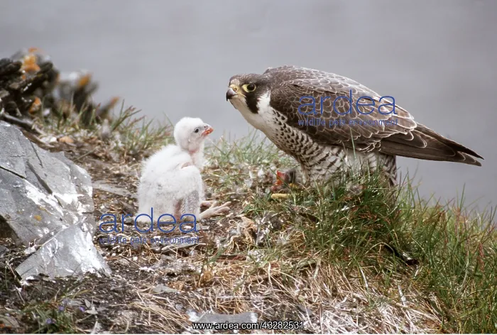  : PEREGRINE FALCON - feeding chick at nest