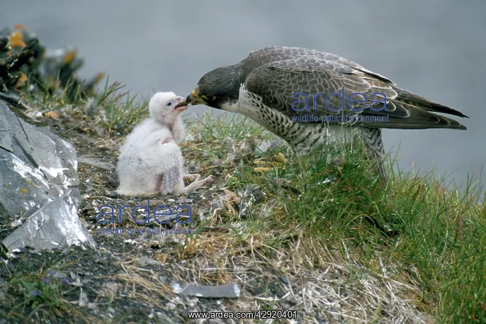 : PEREGRINE FALCON - feeding chicks on nest, typical : PEREGRINE FALCON - feeding chicks on nest, typical