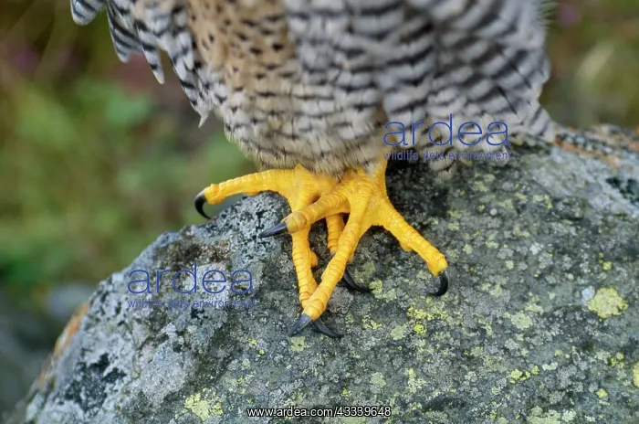 : PEREGRINE FALCON FEET : PEREGRINE FALCON FEET