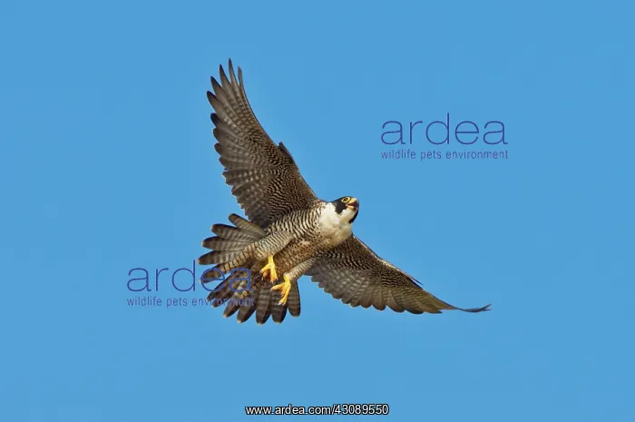 : Peregrine Falcon in flight : Peregrine Falcon in flight