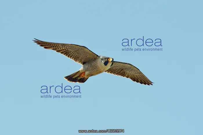 : Peregrine Falcon in flight : Peregrine Falcon in flight